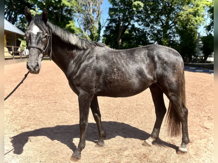 Cheval de sport irlandais Hongre 5 Ans 162 cm Gris in Galway