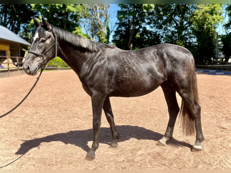 Cheval de sport irlandais Hongre 5 Ans 162 cm Gris in Galway