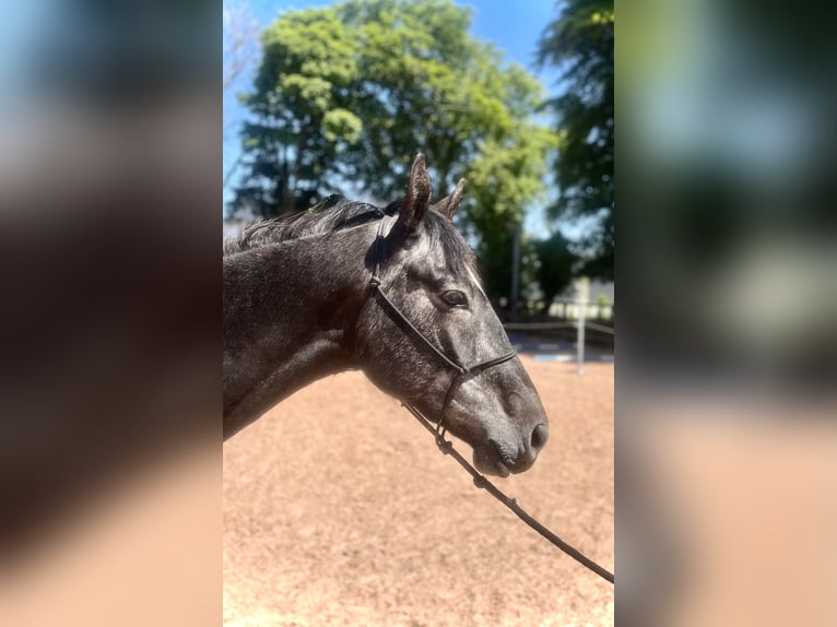 Cheval de sport irlandais Hongre 5 Ans 162 cm Gris in Galway