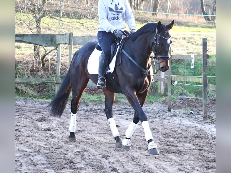 Cheval de sport irlandais Croisé Hongre 5 Ans 163 cm Bai brun in uelsen