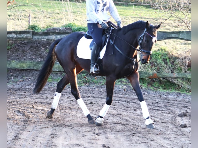 Cheval de sport irlandais Croisé Hongre 5 Ans 163 cm Bai brun in uelsen