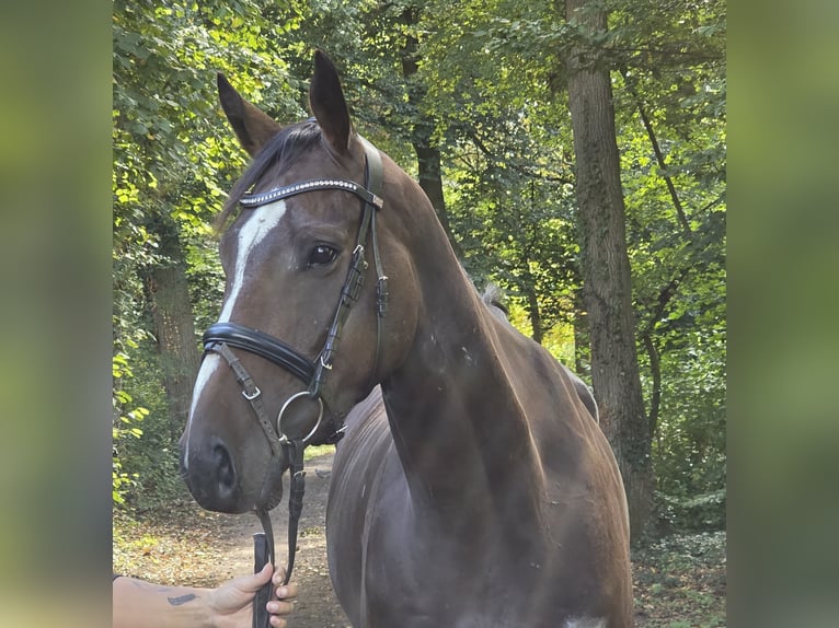 Cheval de sport irlandais Hongre 5 Ans 163 cm Bai brun foncé in Wachtendonk