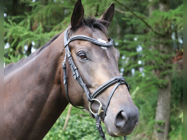 Cheval de sport irlandais Croisé Hongre 5 Ans 163 cm Bai brun foncé in Wielen