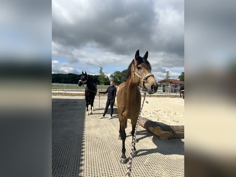 Cheval de sport irlandais Hongre 5 Ans 163 cm Buckskin in Münster