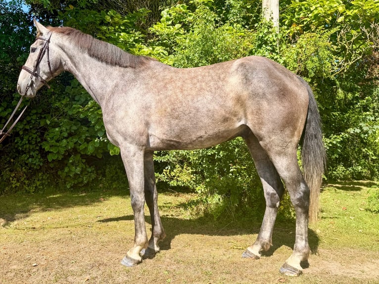 Cheval de sport irlandais Hongre 5 Ans 163 cm Gris in Newcastle West