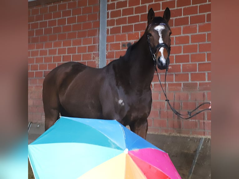 Cheval de sport irlandais Croisé Hongre 5 Ans 164 cm Bai brun in Uelsen