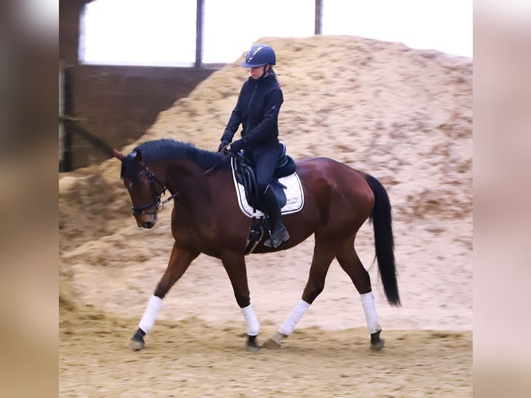 Cheval de sport irlandais Croisé Hongre 5 Ans 164 cm Bai in Wielen
