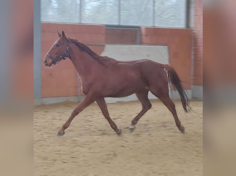Cheval de sport irlandais Hongre 5 Ans 165 cm Alezan in Lage