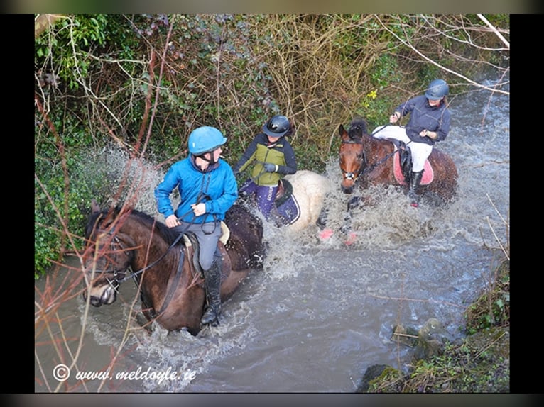 Cheval de sport irlandais Hongre 5 Ans 165 cm Bai brun in Mountrath