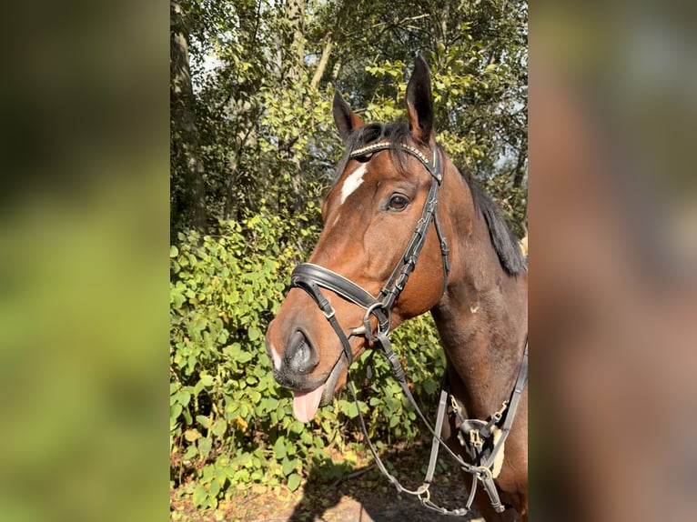 Cheval de sport irlandais Hongre 5 Ans 165 cm Bai brun in Berlin