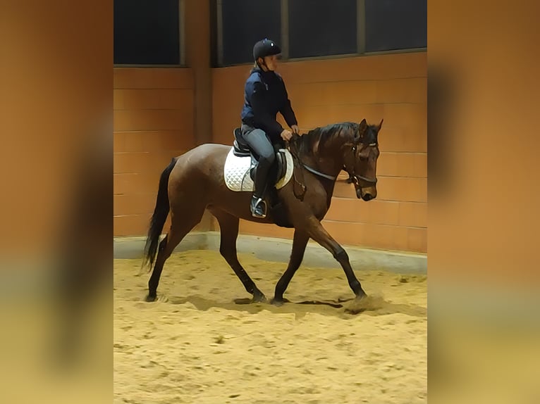 Cheval de sport irlandais Hongre 5 Ans 165 cm Bai in Lage