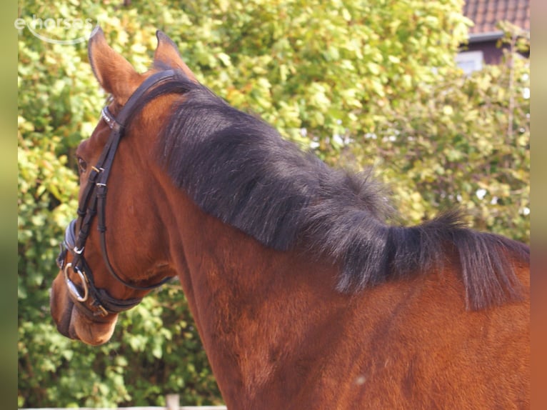 Cheval de sport irlandais Hongre 5 Ans 165 cm Bai in Velpke
