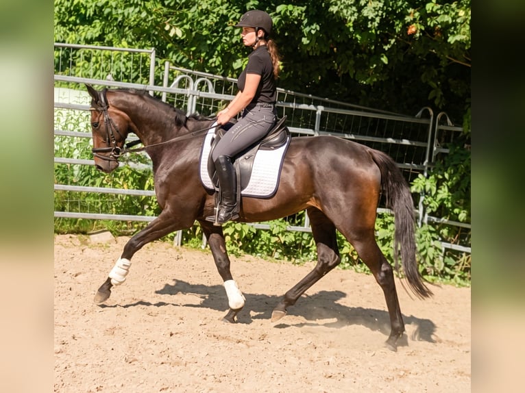 Cheval de sport irlandais Hongre 5 Ans 165 cm Bai in Lage
