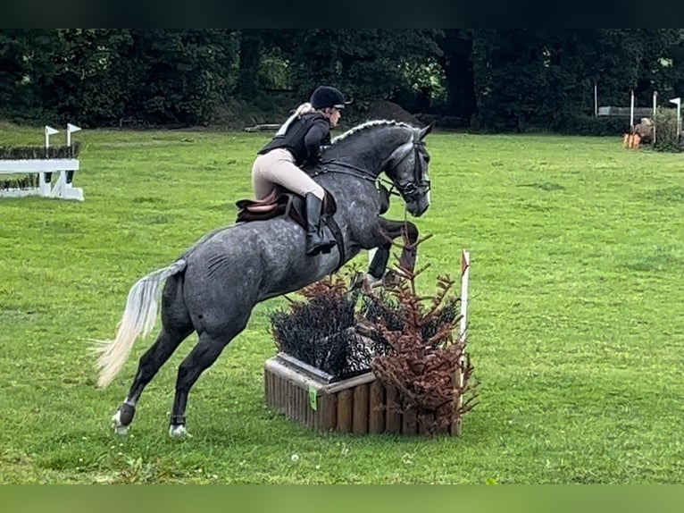 Cheval de sport irlandais Hongre 5 Ans 165 cm Gris pommelé in Limerick