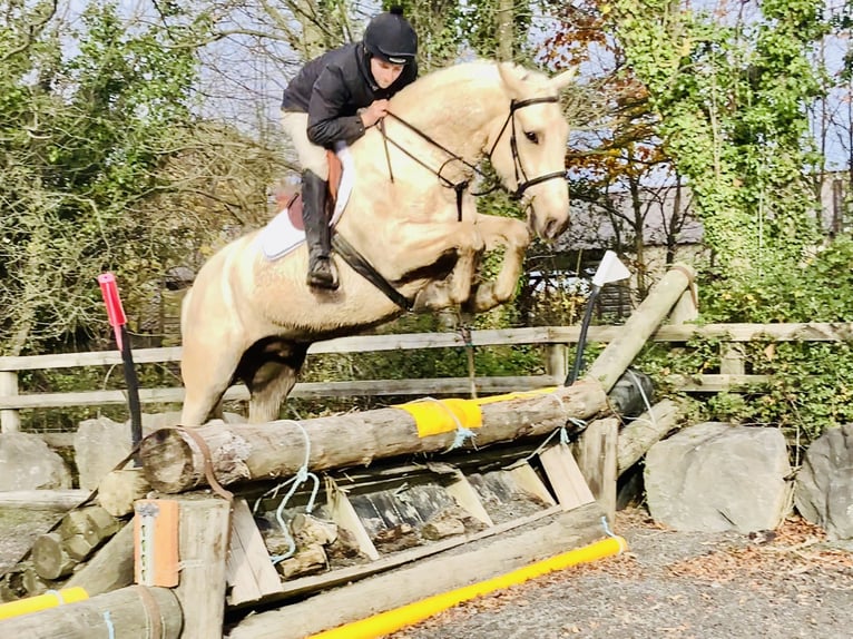 Cheval de sport irlandais Hongre 5 Ans 165 cm Palomino in Mountrath