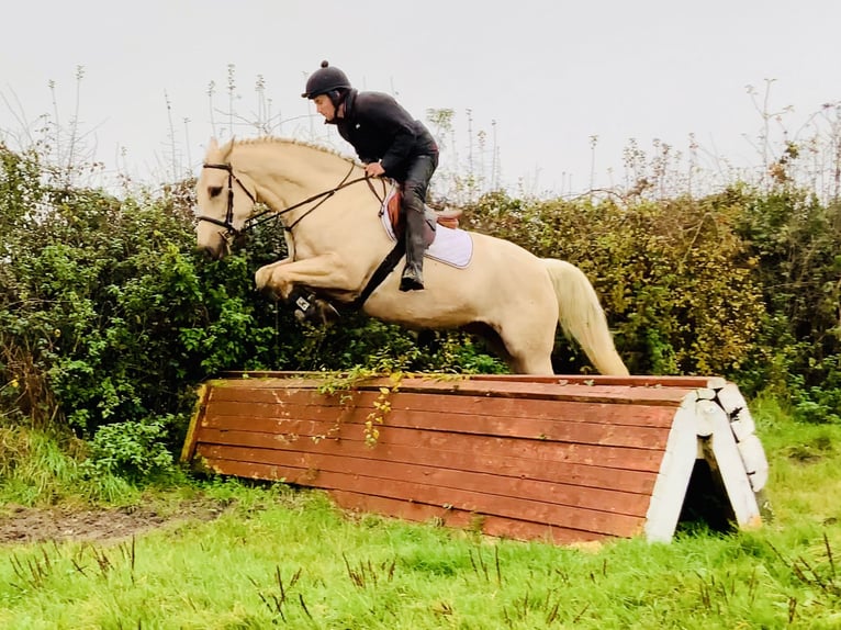 Cheval de sport irlandais Hongre 5 Ans 165 cm Palomino in Mountrath