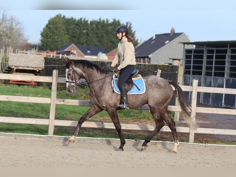 Cheval de sport irlandais Hongre 5 Ans 165 cm Rouan bleu in Bogaarden