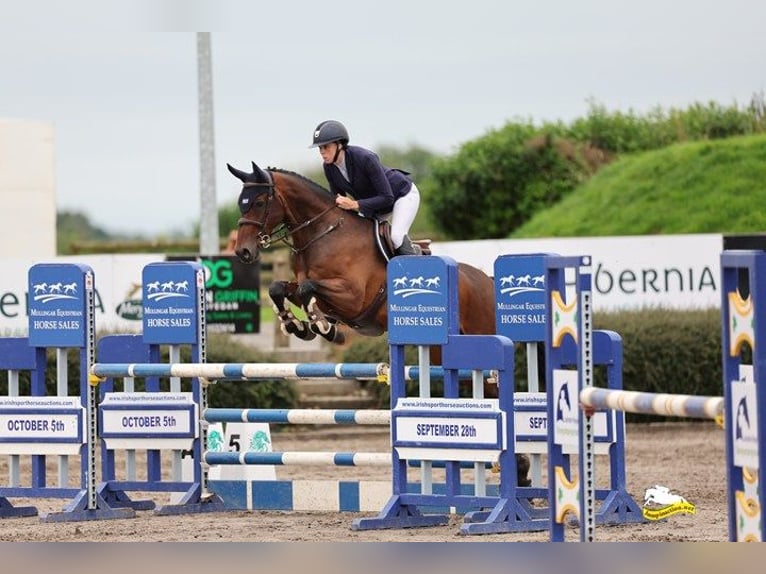 Cheval de sport irlandais Hongre 5 Ans 166 cm Bai cerise in Wexford