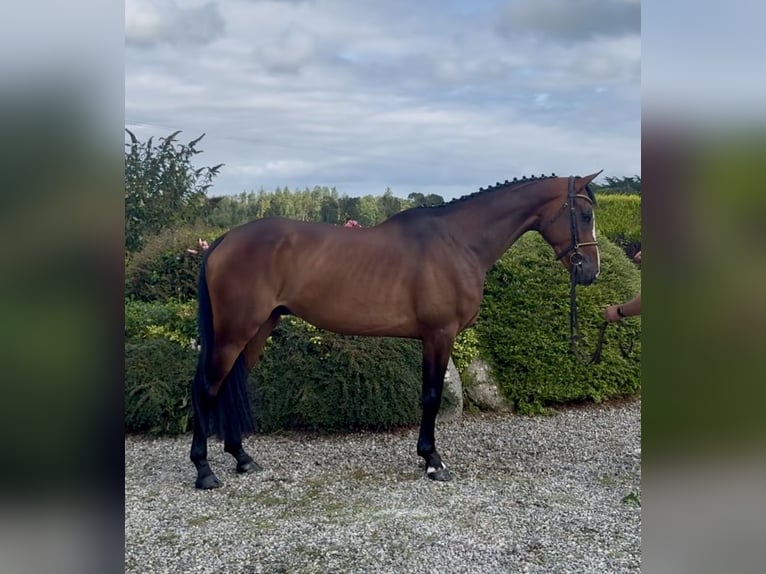 Cheval de sport irlandais Hongre 5 Ans 166 cm Bai cerise in Sligo