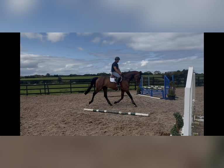Cheval de sport irlandais Hongre 5 Ans 166 cm Bai cerise in Sligo
