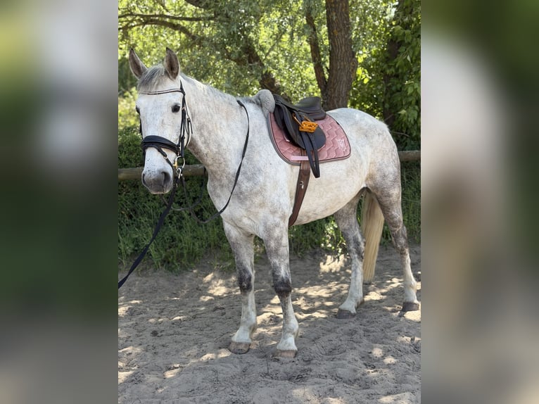 Cheval de sport irlandais Hongre 5 Ans 166 cm Gris pommelé in Trebbin