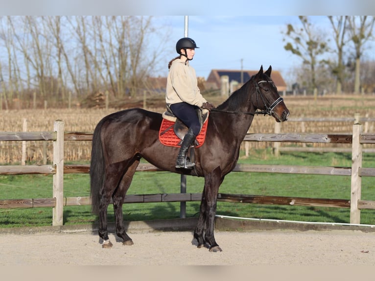 Cheval de sport irlandais Hongre 5 Ans 166 cm Noir in Bogaarden