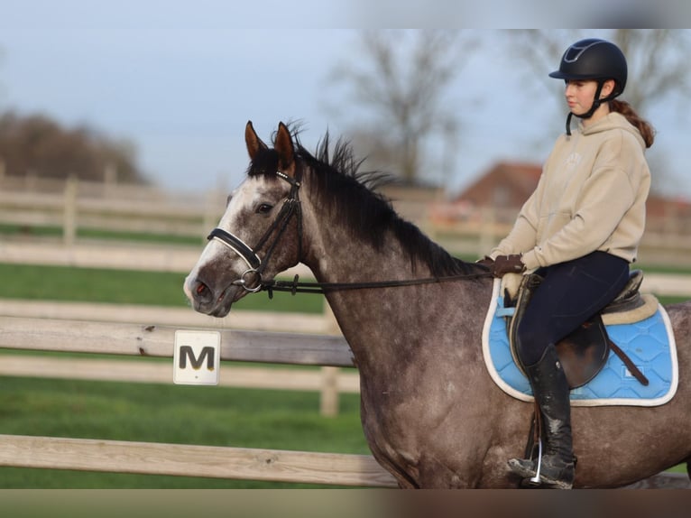Cheval de sport irlandais Hongre 5 Ans 166 cm Rouan bleu in Bogaarden