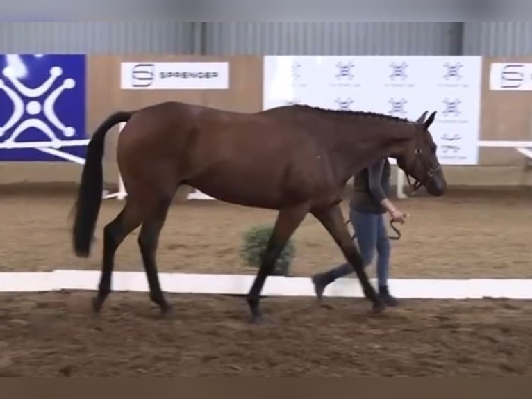 Cheval de sport irlandais Hongre 5 Ans 167 cm Bai in Glenbrien