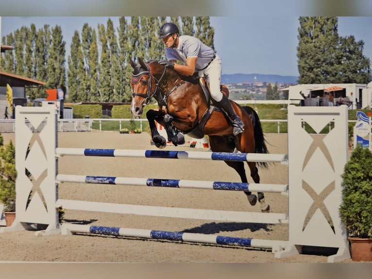Cheval de sport irlandais Hongre 5 Ans 167 cm Bai in Berentzwiller
