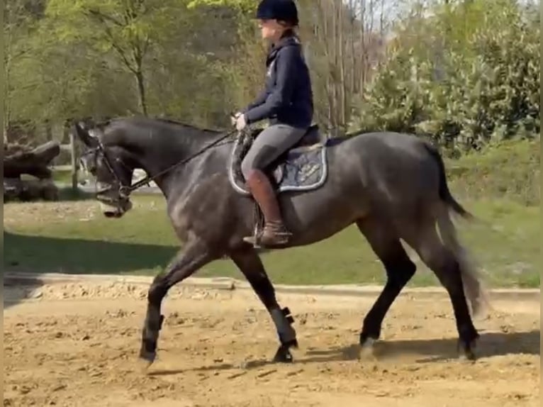 Cheval de sport irlandais Hongre 5 Ans 167 cm Gris in Bielefeld