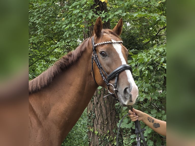 Cheval de sport irlandais Hongre 5 Ans 168 cm Alezan brûlé in Wachtendonk
