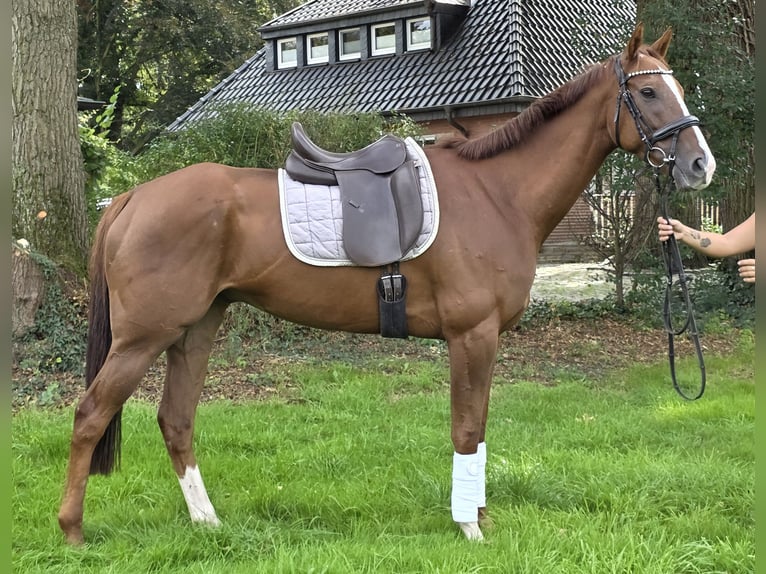 Cheval de sport irlandais Hongre 5 Ans 168 cm Alezan brûlé in Wachtendonk