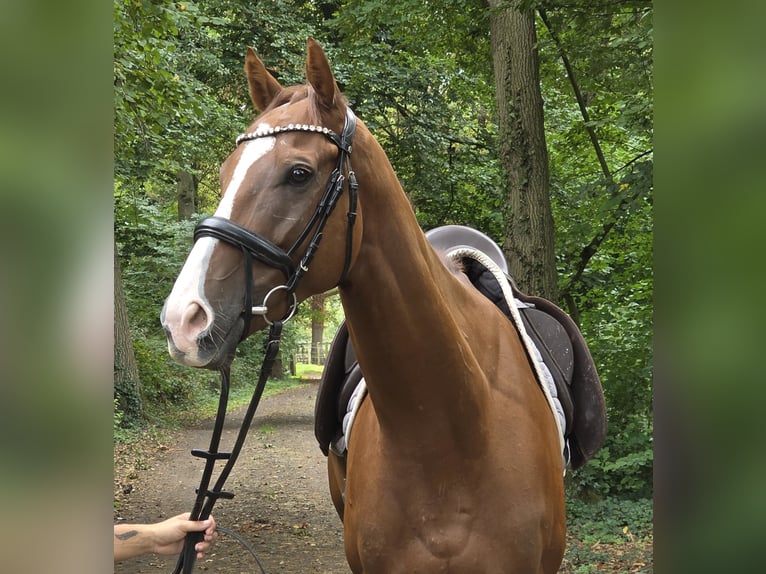 Cheval de sport irlandais Hongre 5 Ans 168 cm Alezan brûlé in Wachtendonk