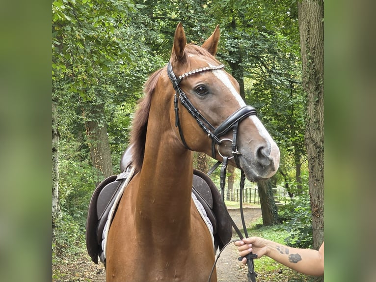 Cheval de sport irlandais Hongre 5 Ans 168 cm Alezan brûlé in Wachtendonk
