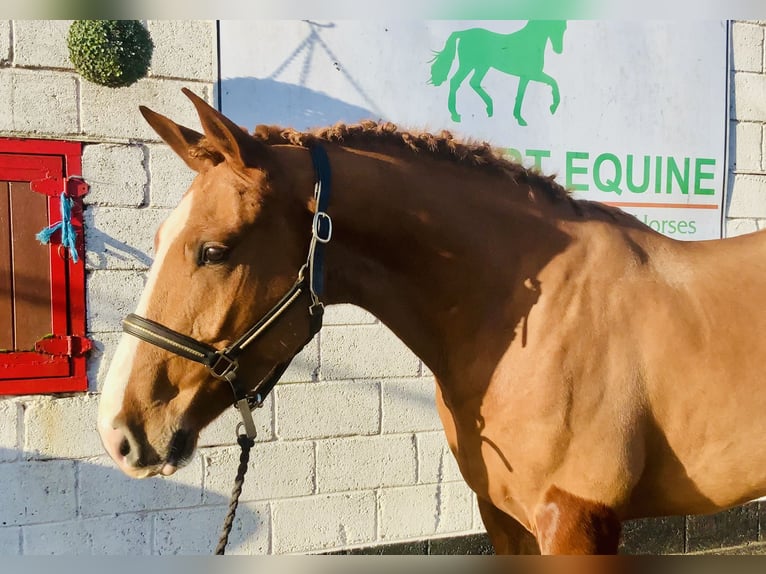 Cheval de sport irlandais Hongre 5 Ans 168 cm Alezan in Mountrath