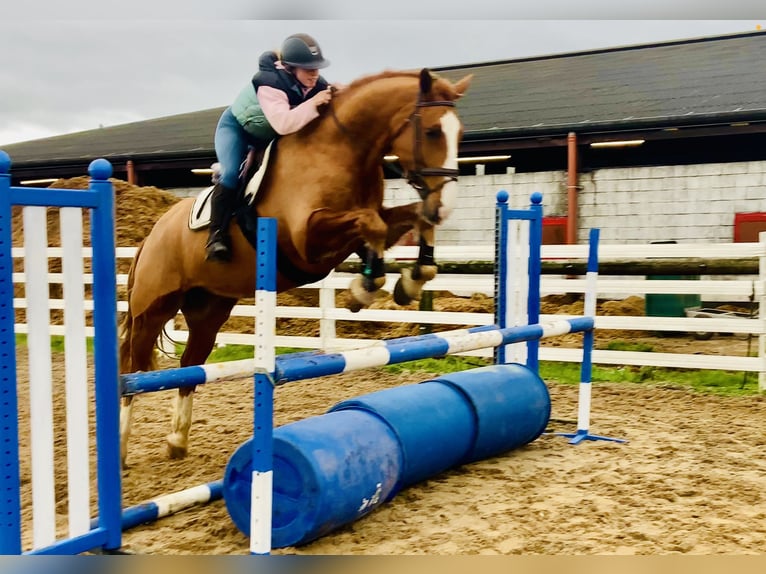Cheval de sport irlandais Hongre 5 Ans 168 cm Alezan in Mountrath