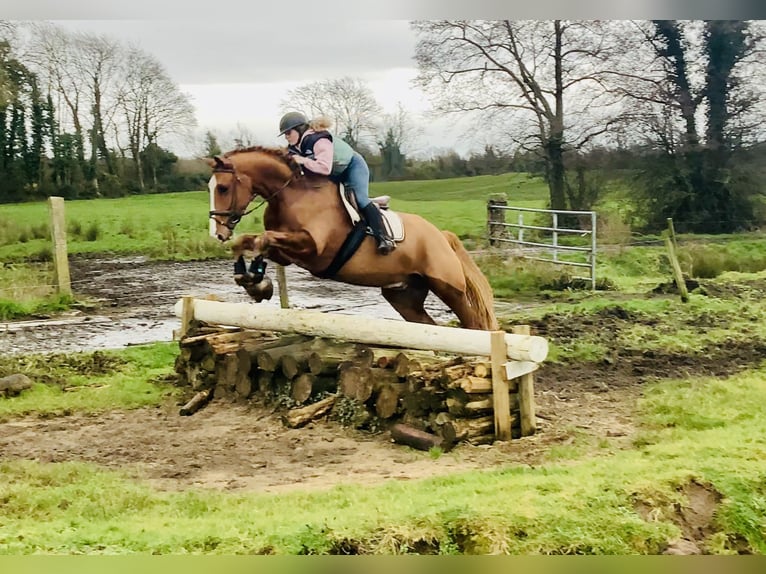 Cheval de sport irlandais Hongre 5 Ans 168 cm Alezan in Mountrath