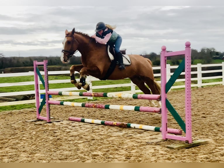 Cheval de sport irlandais Hongre 5 Ans 168 cm Alezan in Mountrath