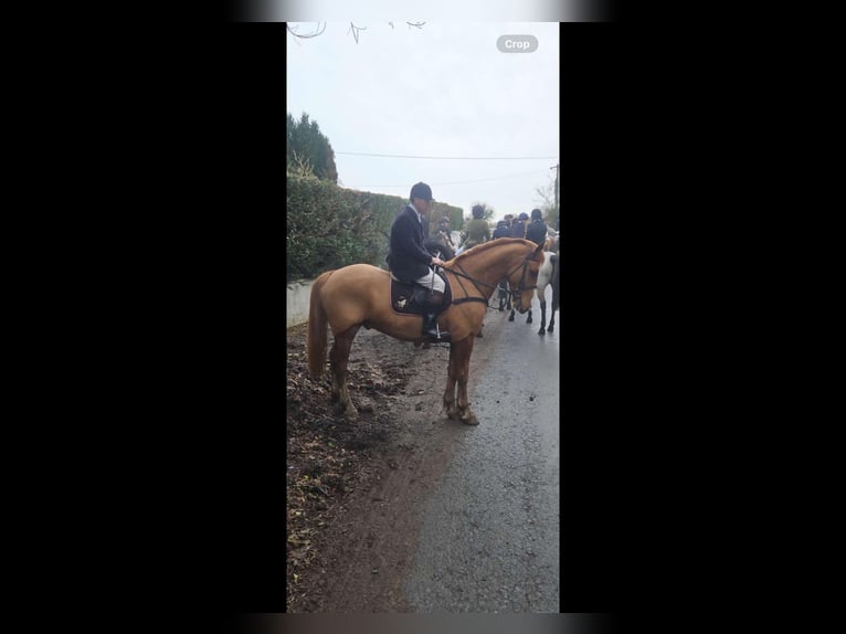 Cheval de sport irlandais Hongre 5 Ans 168 cm Alezan in Mountrath