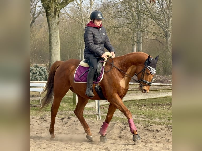 Cheval de sport irlandais Hongre 5 Ans 168 cm Alezan in Berlin