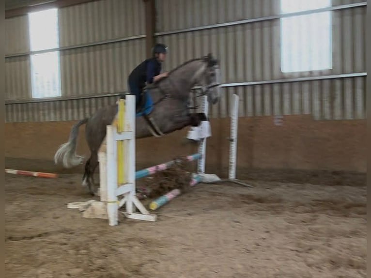 Cheval de sport irlandais Hongre 5 Ans 168 cm Gris pommelé in Sligo