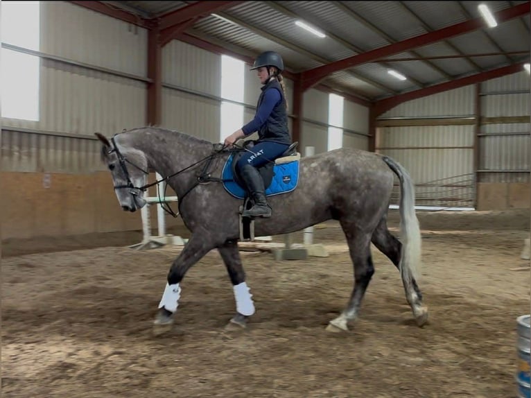 Cheval de sport irlandais Hongre 5 Ans 168 cm Gris pommelé in Sligo