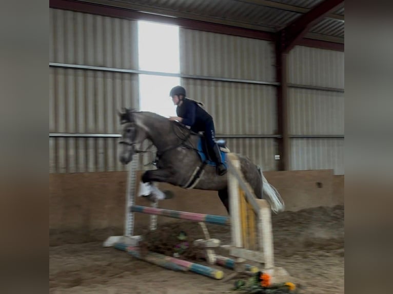 Cheval de sport irlandais Hongre 5 Ans 168 cm Gris pommelé in Sligo