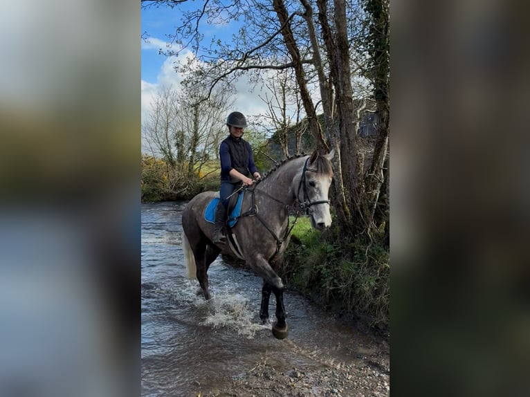 Cheval de sport irlandais Hongre 5 Ans 168 cm Gris pommelé in Sligo