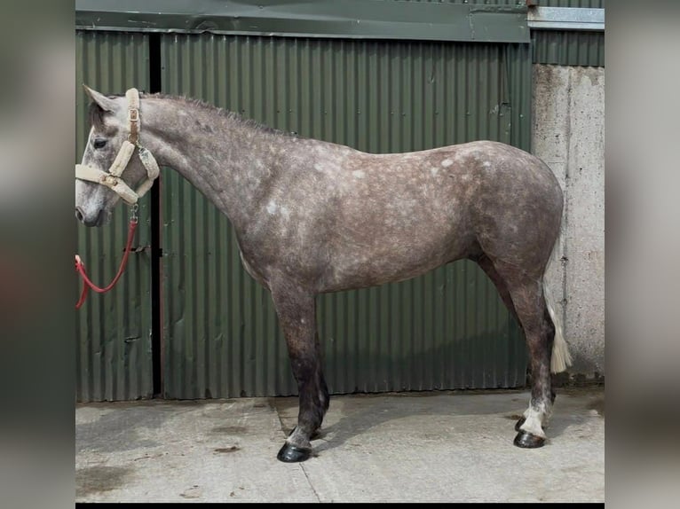 Cheval de sport irlandais Hongre 5 Ans 168 cm Gris pommelé in Sligo