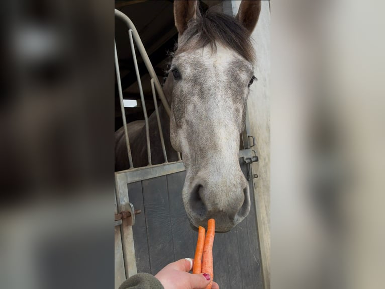 Cheval de sport irlandais Hongre 5 Ans 168 cm Gris pommelé in Sligo