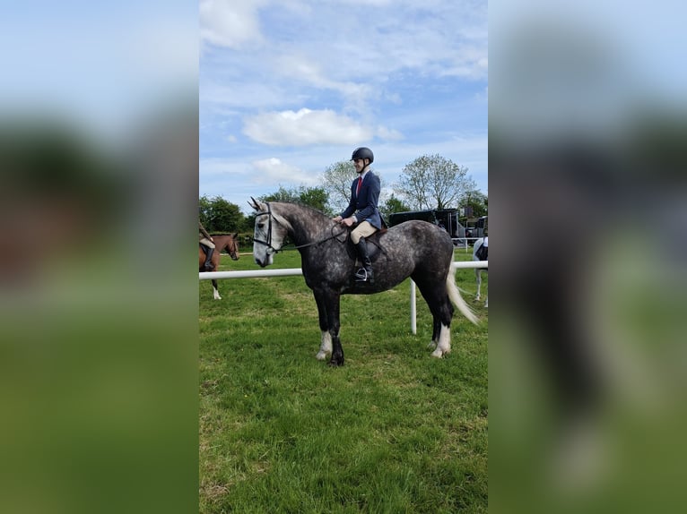 Cheval de sport irlandais Hongre 5 Ans 168 cm Gris pommelé in Sligo