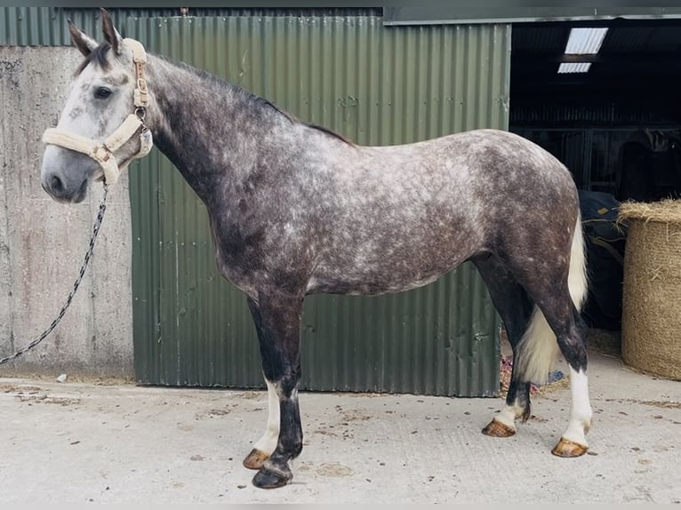 Cheval de sport irlandais Hongre 5 Ans 168 cm Gris pommelé in Sligo