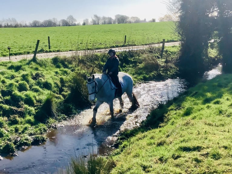Cheval de sport irlandais Hongre 5 Ans 168 cm Isabelle in Mountrath