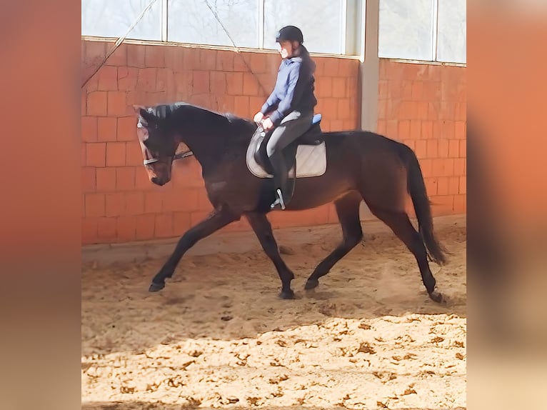 Cheval de sport irlandais Hongre 5 Ans 170 cm Bai in Lage